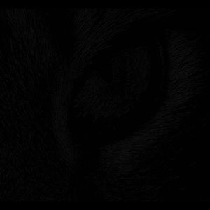 Meet your Posher, Asha